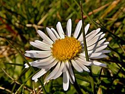 goodly Daisy Flower Grass