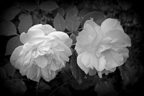 bush with roses in black and white on a blurred background