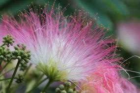 Blossom Red Monkey