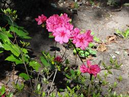 impressively beautiful Flowers Pink Spring