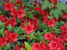 green Red Flowers