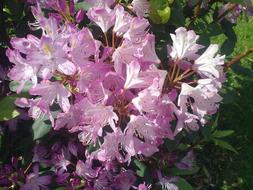 Rhododendron Pink flowers