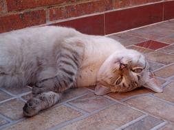 Cute, colorful and beautiful kitten laying on the pavement, near the brick wall