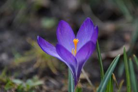 goodly blue Crocus Flower