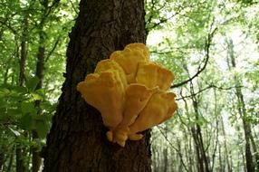 toxic yellow Mushroom on tree