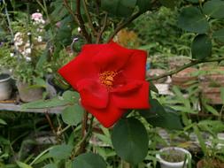 Rose Singlet Red Flowers
