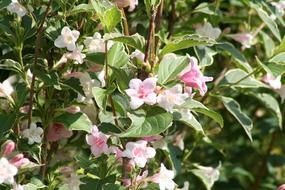 incredibly beautiful Weigela Bush