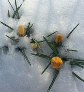 Spring yellow Crocus snow