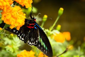 Butterfly and Flower