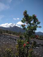 Chile Volcano bush