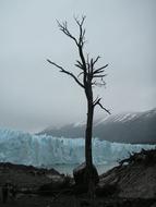 Dead Tree in Chile Glacier