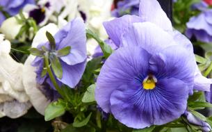 Beautiful blue, violet and white pansy flowers