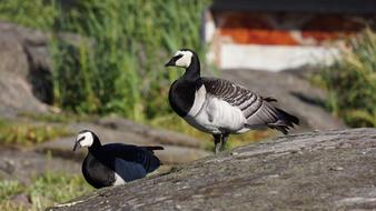 Goose Barnacle Branta