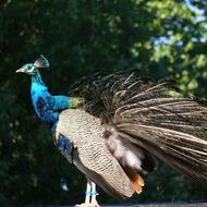 peacock profile on green tree background