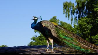 Pavo Cristatus Peacock