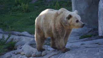 dirty polar Bear in zoo