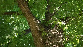 Deciduous Linden Tree