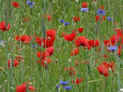 Poppy Red Flowers field