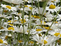 many medicinal chamomiles