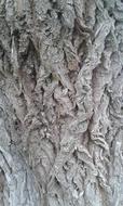 Close-up of the structure of the tree bark, with shapes