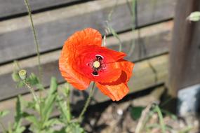 Poppy orange Flower