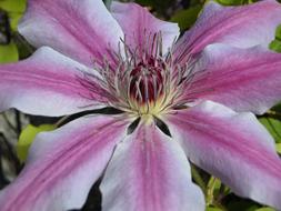 impressively beautiful Clematis Blossom