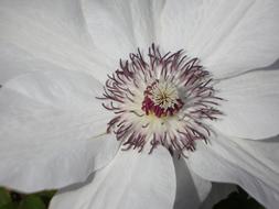 white blooming clematis close-up