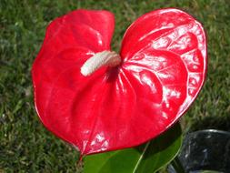 perfect Heart Shape Flower