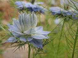 Flower Summer Blue close-up on blurred background
