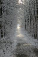 narrow road in winter forest