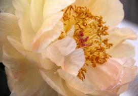 unusually beautiful Rose Way