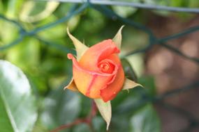 pink rose bud on a bush on a blurred background