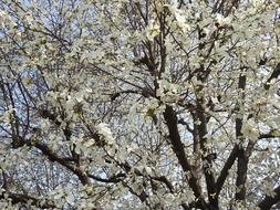 Beoc Flowers Wood Spring