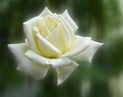 Rose Summer close-up on blurred background
