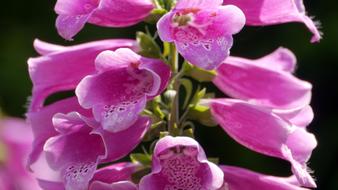 extraordinarily beautiful Botanical Garden Flower
