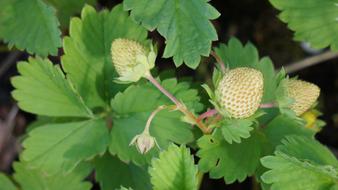 strawberry bush with green berries