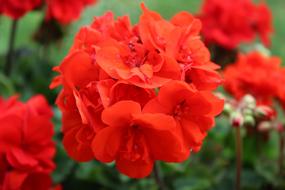 Balcony Blossom red