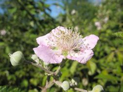 unusually beautiful Flowers Lilac