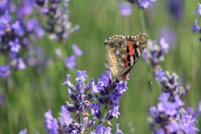 Butterfly on Lavender plants