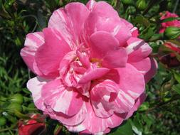 Beautiful, blooming, pink and white flower among the red flowers