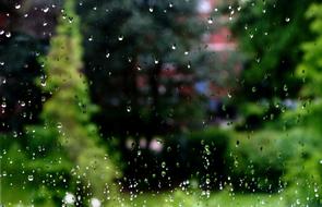 View of the beautiful, green plants in rain, behind the window