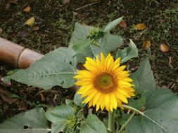 Sunflower Summer Flowers Yellow