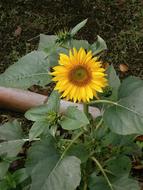 Yellow Sunflower Summer