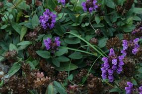 unusually beautiful Garden Flora