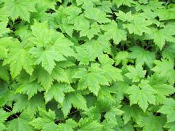 Green Cover Crops Tiarella leaves