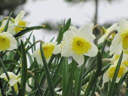 impressively beautiful Narcissus Daffodil