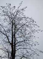 Silhouette of the leafless tree in the autumn, under the sky with clouds