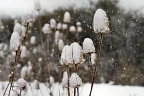 Beautiful, white thistles in snow, in the winter