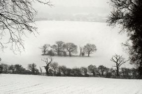 Isolation Trees Snow black white