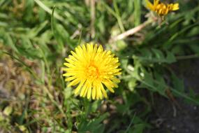 Dandelion Yellow Flower in meadow